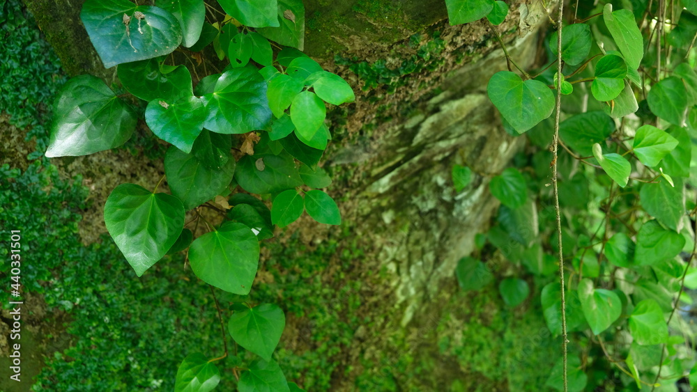 greenery growing on old trees in the rainforest greenery growing on old trees in the rainforest