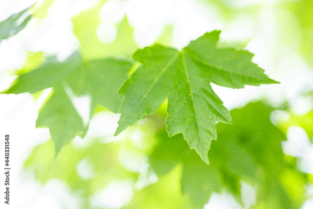 Fresh green maple leaves with natural light, depth of field. Foliage with blurry background with soft bokeh sunlight. Beauty of nature in spring - summer season, selective focus. Environment concept. Fresh green maple leaves with natural light, depth of field. Foliage with blurry background with soft bokeh sunlight. Beauty of nature in spring - summer season, selective focus. Environment concept.