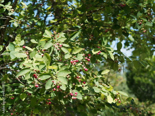 Amelanchier ovalis ou rotundifolia  Am  lanchier    feuilles ovales et arrondies vertes sur des rameaux garnis de petites baies immatures