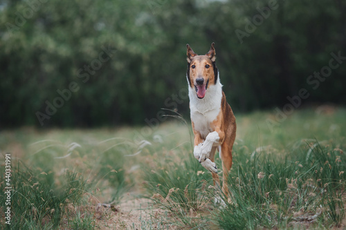  dog Smooth Collie in nature