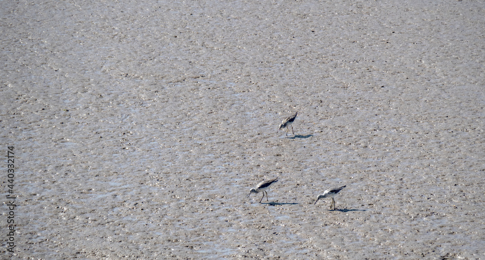 Three waders on the mudflats in the Taw Torridge estuary, North Devon. Three waders on the mudflats in the Taw Torridge estuary, North Devon.