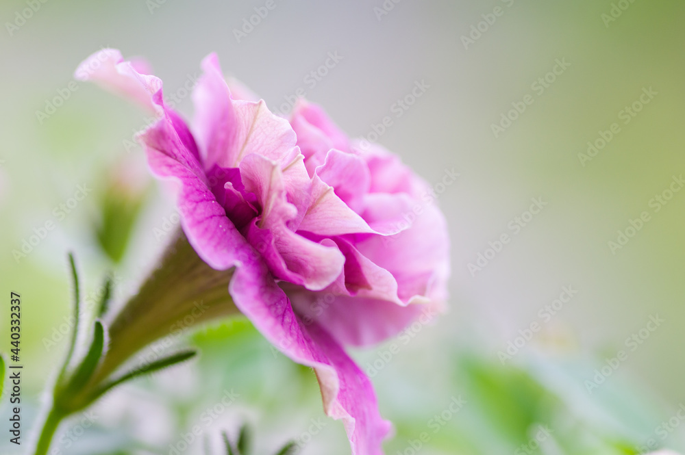 Fototapeta premium ベランダに咲くピンクのペチュニア。花言葉は「あなたと一緒なら心が和らぐ」「心のやすらぎ」