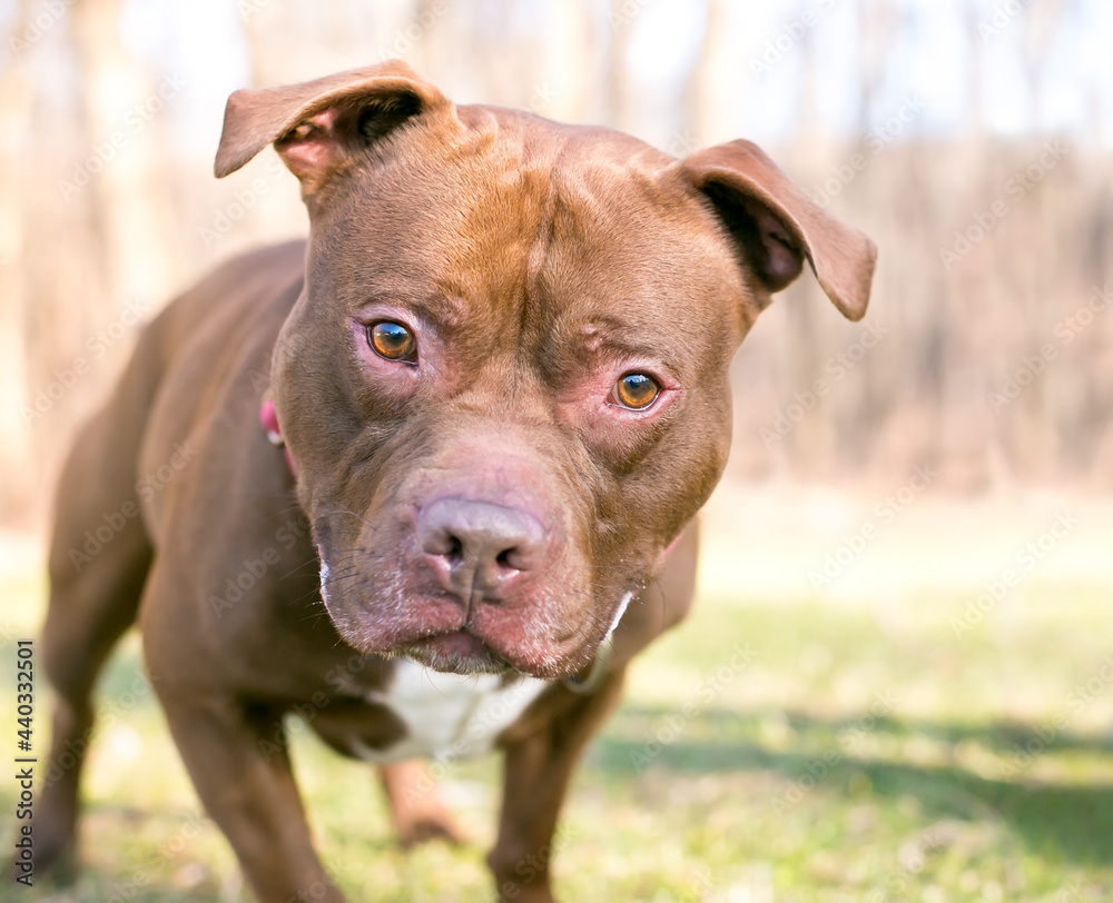 A curious red Pit Bull Terrier mixed breed dog leaning in toward the camera and looking with a head tilt