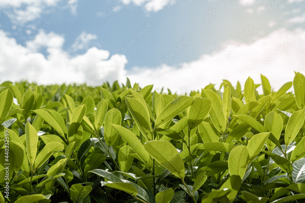 Tea leaves. Close up tea leaves with morning sunlight. Tea leaves. Close up tea leaves with morning sunlight.