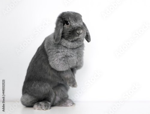 Valokuva A cute gray Lop rabbit sitting up on its hind legs
