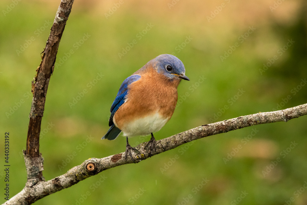 A male Eastern Bluebird uses a fallen tree branch as a hunting perch.