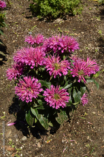 Fresh Garden Flowers