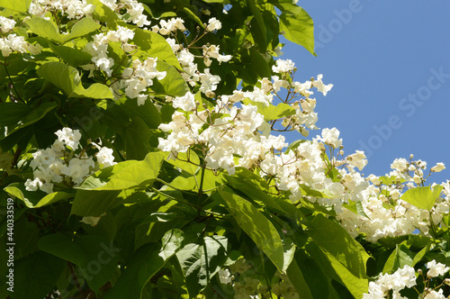Flowering Tree in Bloom