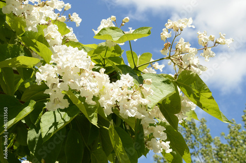Flowering Tree in Bloom
