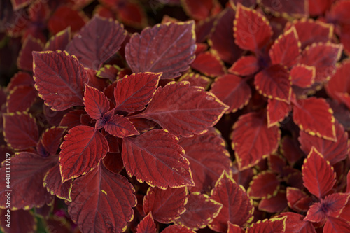 Abstract red plants foliage from nature, detail of leaf textured background
