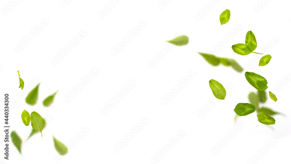 Random circle flying fresh green clover leaves isolated on white background. Random circle flying fresh green clover leaves isolated on white background.