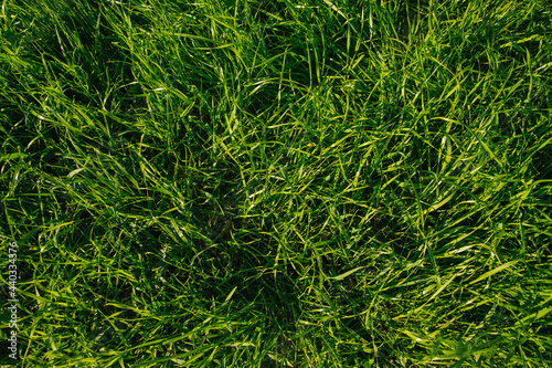Green grass, close-up. Natural background. The texture of green, juicy grass in the rays of the bright sun.