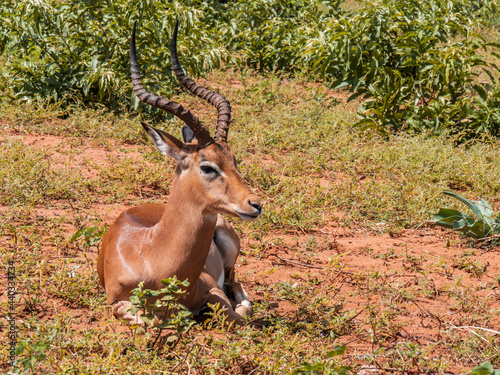Fototapeta Naklejka Na Ścianę i Meble -  Gazelle in Africa