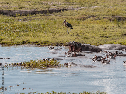 Hippopotamus in Africa while taking a bath