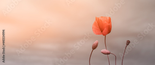 Beautiful nature background with red poppy flower poppy on grey background. Remembrance day, Veterans day, lest we forget concept. Horizontal banner