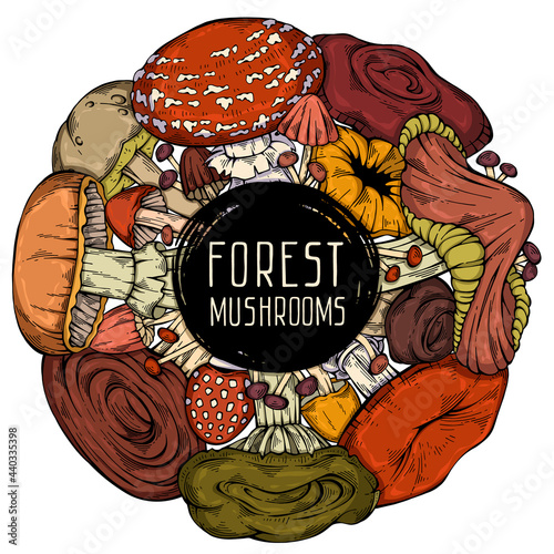 Colorful hand-drawn forest wild collection of assorted mushrooms. Circular cute frame. Can be used for menu design, recipe, label, icon, recipe, packaging, web. Cartoon style. Botanical drawing