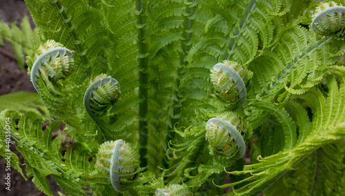 Curls of young green fern shoots. Plants in nature. Spring season. A new life. Green curls photo