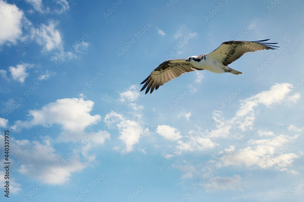 Obraz premium Flying Bird
