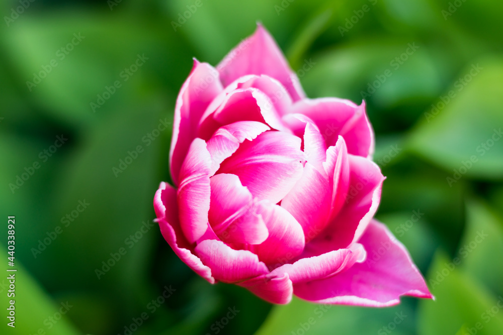 unreal big pink tulip with white stripes close-up on a green background. Bright and juicy summer background. Image for printing. Stock macro photo nature flower