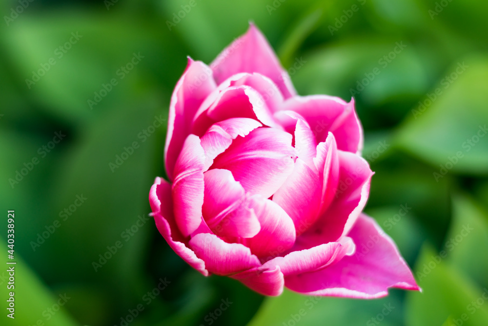 unreal big pink tulip with white stripes close-up on a green background. Bright and juicy summer background. Image for printing. Stock macro photo nature flower unreal big pink tulip with white stripes close-up on a green background. Bright and juicy summer background. Image for printing. Stock macro photo nature flower