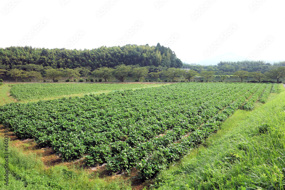 黒大豆畑 8月下旬 の風景　成長中 丹波篠山