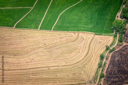 Cultivos de arroz a las afueras de Cucuta_Norte de Santander_COlombia, vista aerea de cultivos de arroz zona fronteriza entre Colombia y Venezuela 
Rice crops on the outskirts of Cucuta Colombia photo