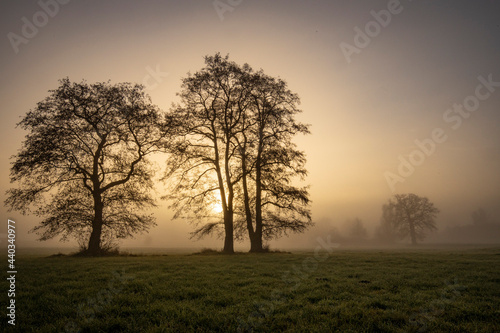 Bäume im Nebel bei Sonnenaufgang © Kay Schütze
