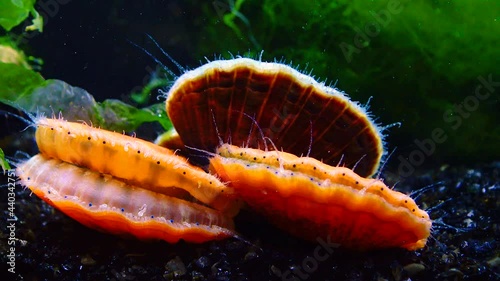 Black Sea mollusk Scallop (Flexopecten ponticus) photo