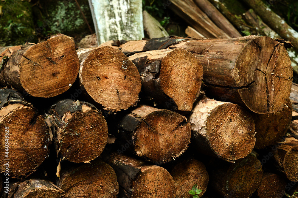 Close-up view of a pile of cut logs after getting wet by rain.