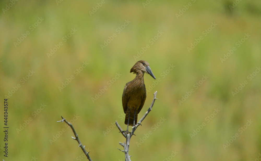 Fototapeta premium Hamerkop or Hammerkop ( scopus umbretta ) is a wading bird brown in color with long beaks