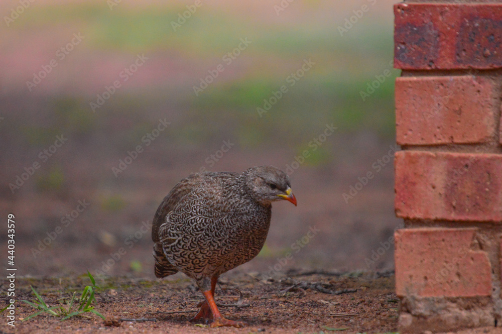 Cape francolin or Natal spurfowl is a very ccommon bird in South Africa Cape francolin or Natal spurfowl is a very ccommon bird in South Africa