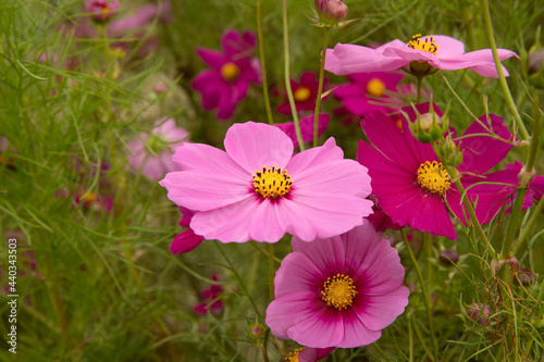 Blooming daisies in the garden. Closeup view of Cosmos bipinnatus plant  also known as Mexican Aster  flowers of pink  fuchsia and magenta color petals  blossoming in the park.