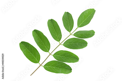 branch of acacia isolate on white background