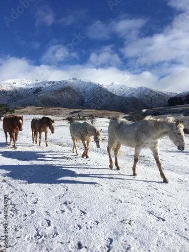 Snow Ponies