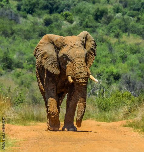 Huge and musth African elephant (Loxodonta Africana) road block in a South African game reserve