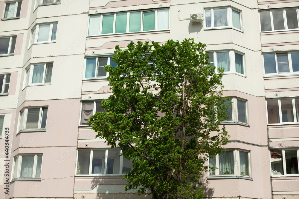 A tree in front of the windows of the house.