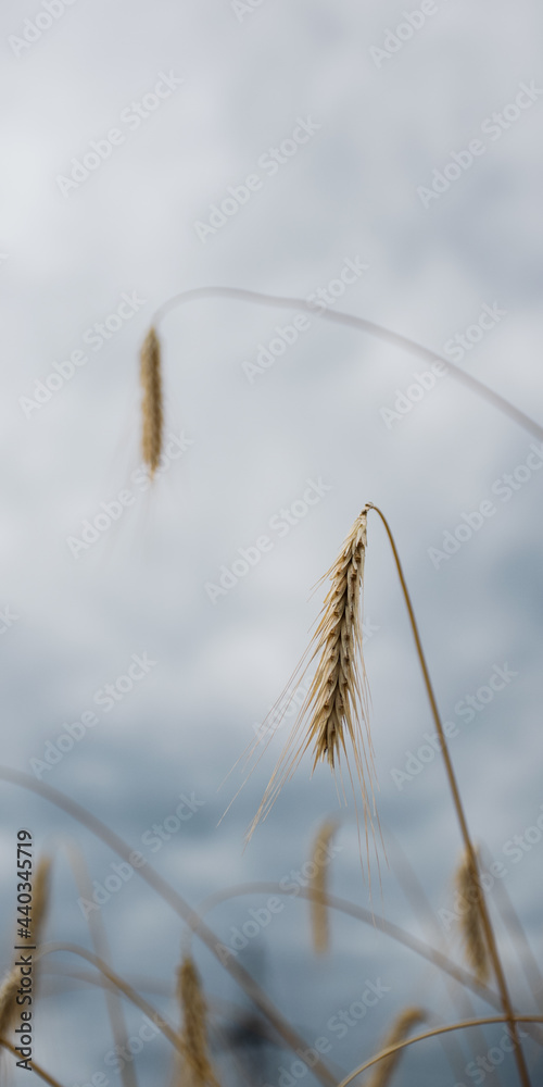 Fototapeta premium reed against blue sky