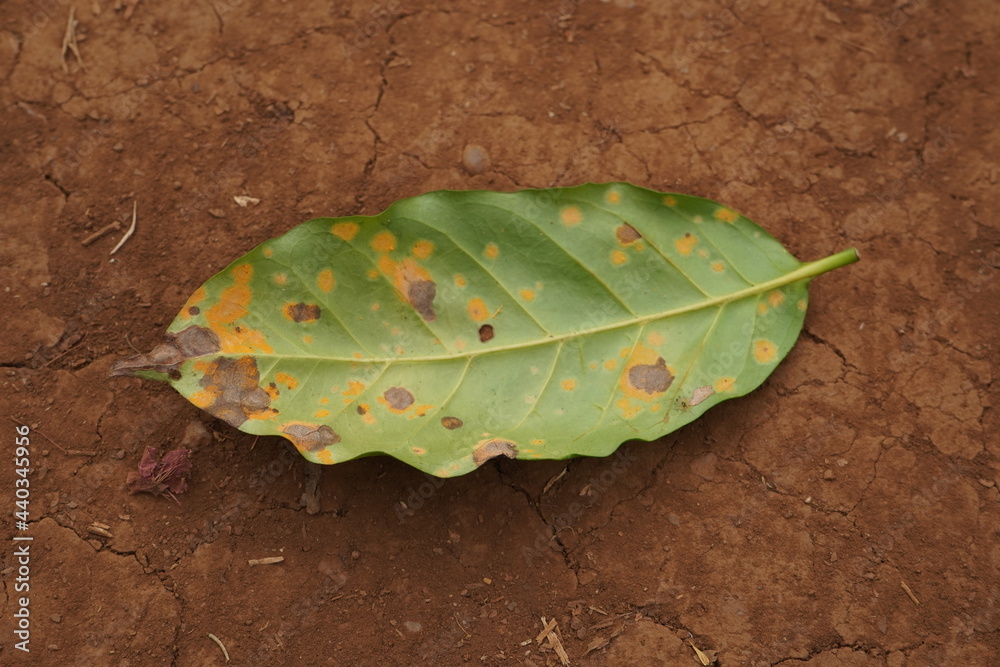 coffee berry disease Plant disease of coffee leaves in a farm with