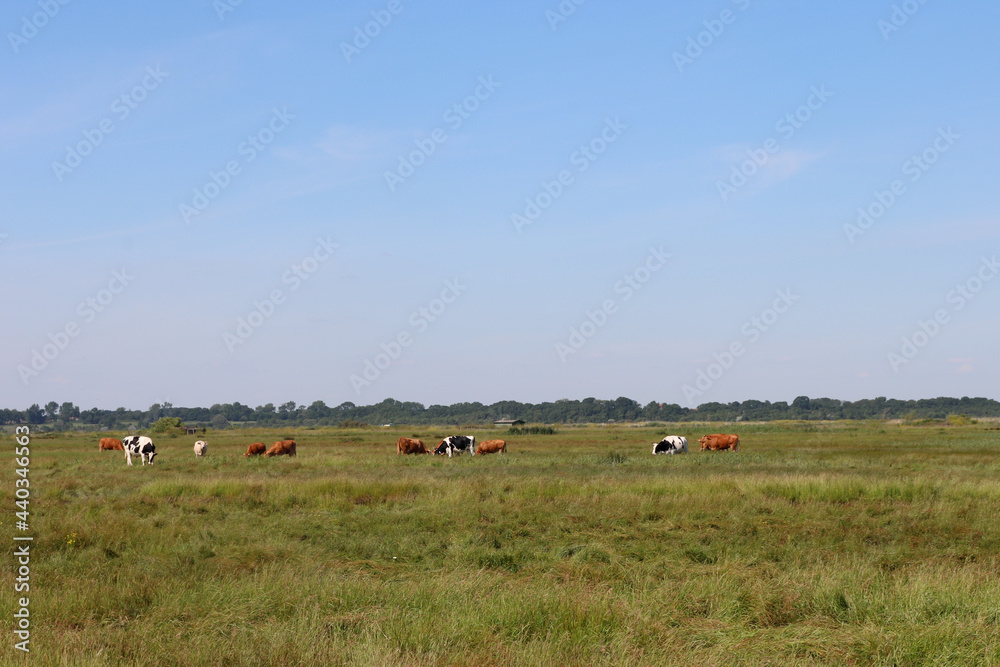 Vaches dans un pré