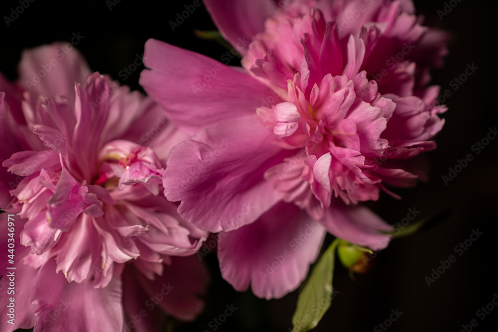 pink flower on black background