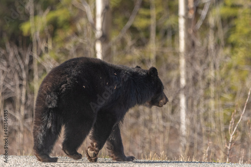 Wild black bear seen walking across a highway road in northern Canada during spring time with spruce tree  boreal forest in background. Tourism  road trip with wildlife. 