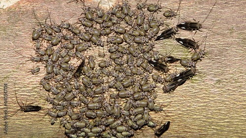 Common Barklouse colony (Cerastipsocus venosus) gathered on a Crepe Myrtle tree branch at night in Houston, TX. photo