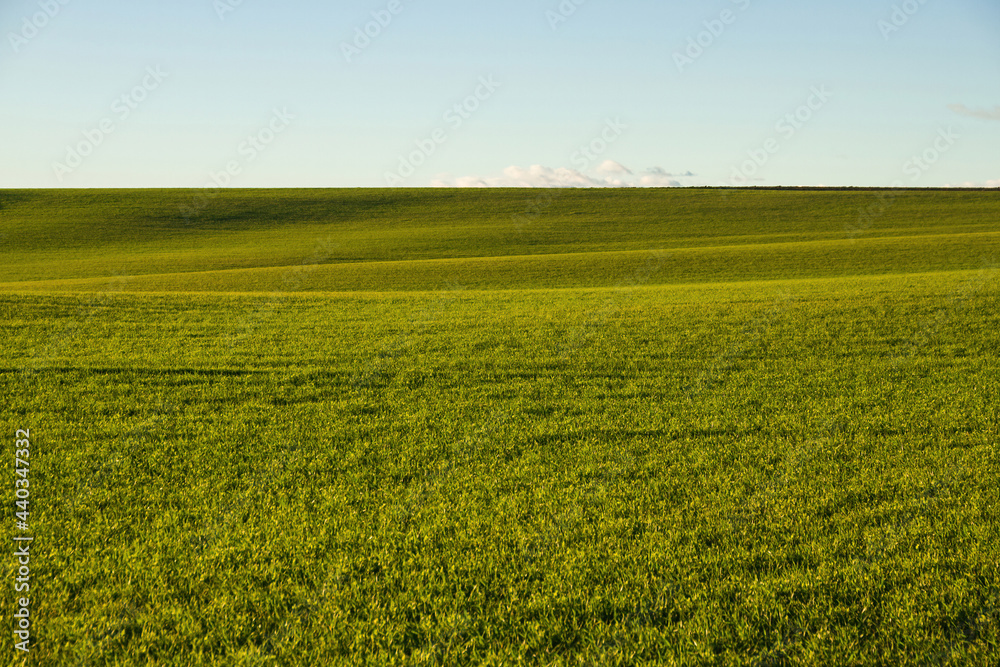 Agricultural field with green cereal crop and sky 