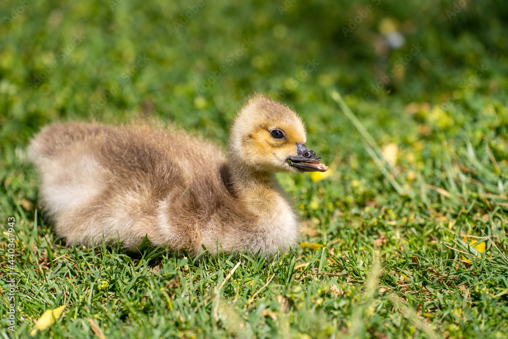 A gosling with a deformed beak lies on the grass. A gosling with a deformed beak lies on the grass.