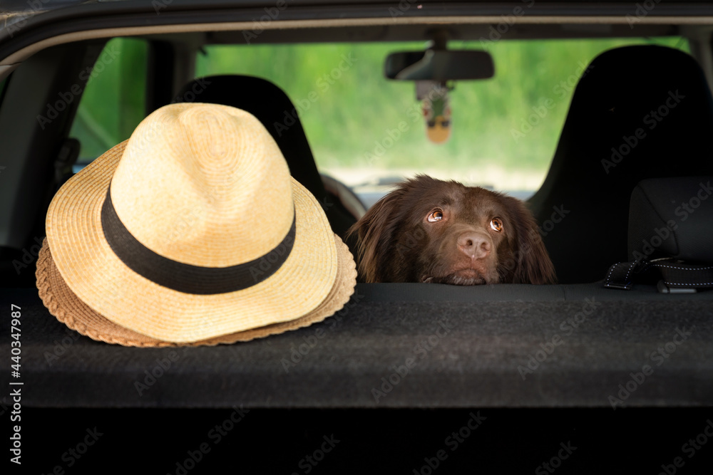 Pies w samochodzie  - obrazy, fototapety, plakaty 