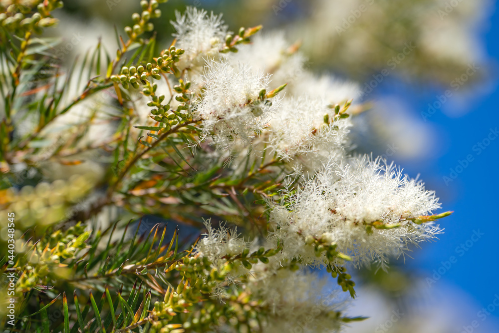 Fototapeta premium Tea tree (Melaleuca alternifolia) close-up