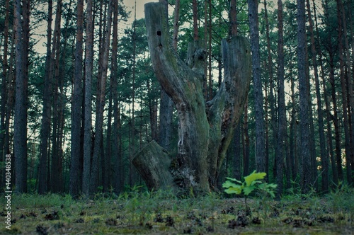 Fototapeta Naklejka Na Ścianę i Meble -  totem