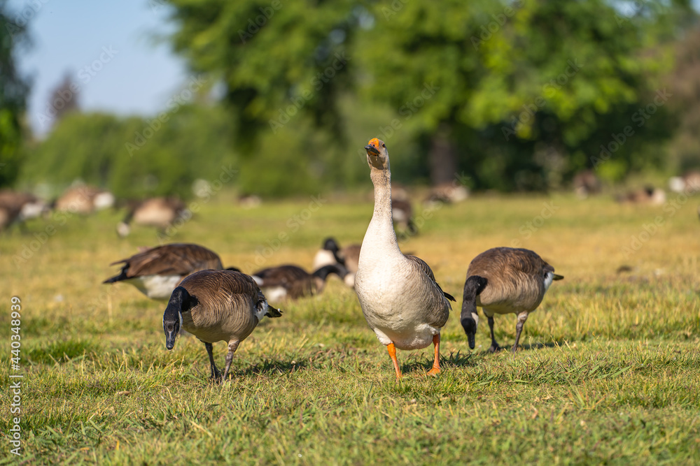 A white-gray goose with orange beak grazes on the meadow. A white-gray goose with orange beak grazes on the meadow.