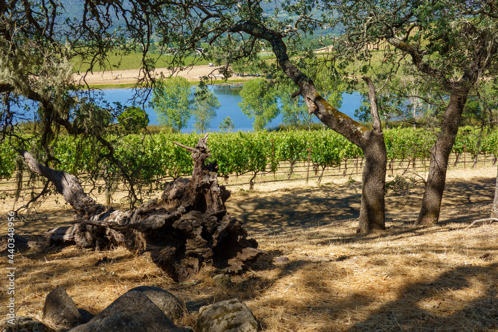 Fototapeta premium vineyard and lake in springtime
