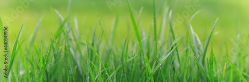 green grass with raindrops. Fresh grass on a rainy day.